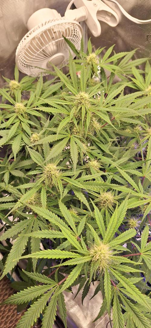 EZ Bake. Week 7