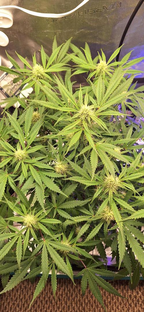 EZ Bake. Week 7