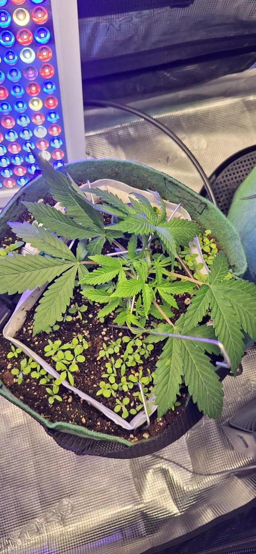 Lighting It Up. Week 3