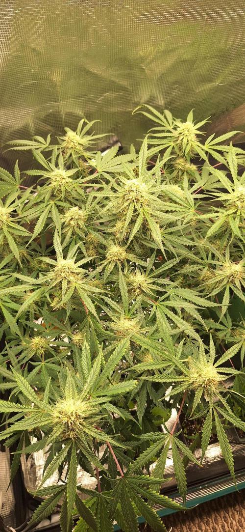 EZ Bake. Week 7 - Day 58