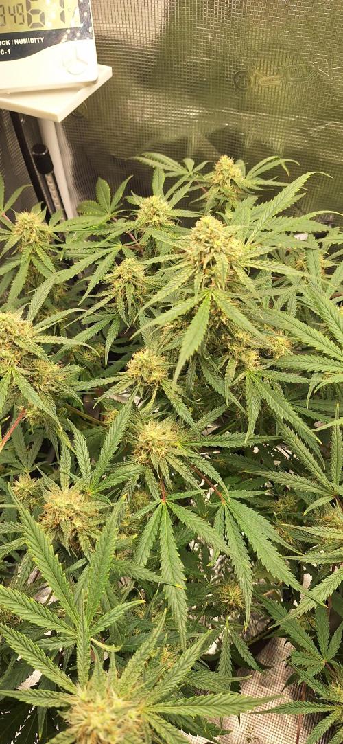 EZ Bake. Week 7 - Day 58