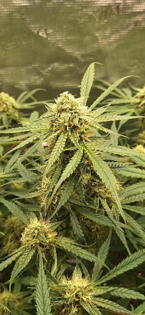 EZ Bake. Week 7 - Day 58
