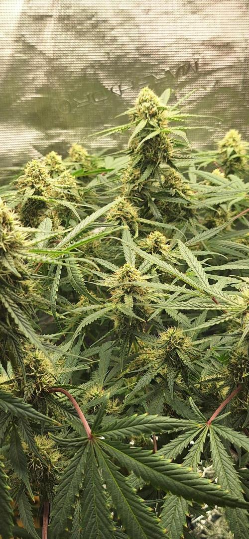 EZ Bake. Week 7 - Day 58