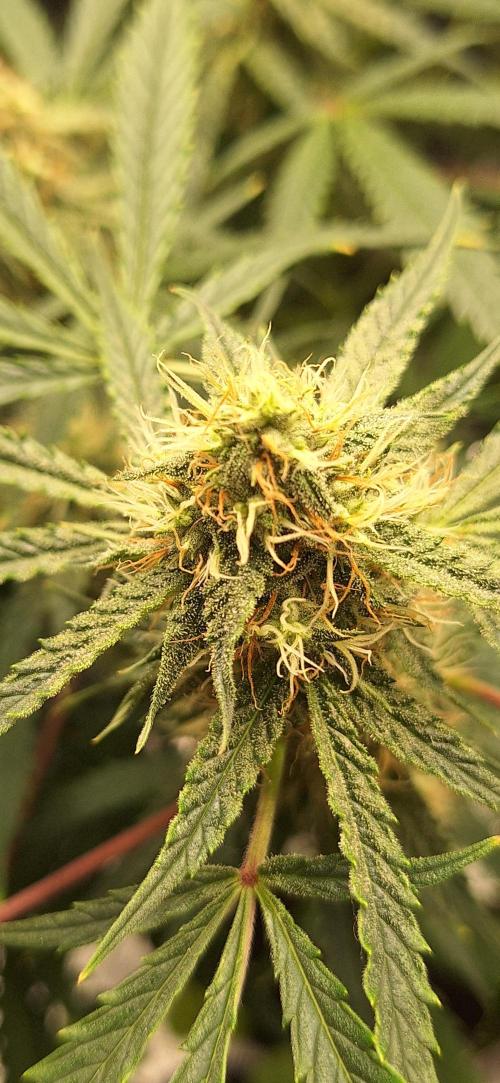 EZ Bake. Week 7 - Day 58