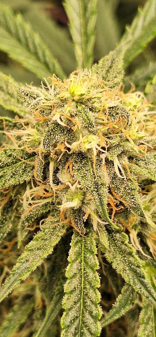 EZ Bake Auto. Week 7