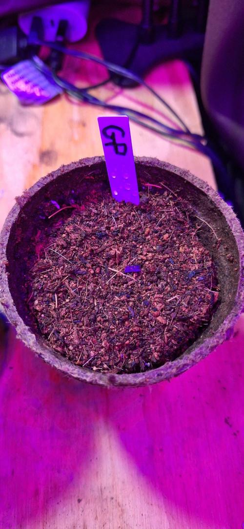 Grimace - Gorilla Purple Auto. Week 0 - All tucked in!