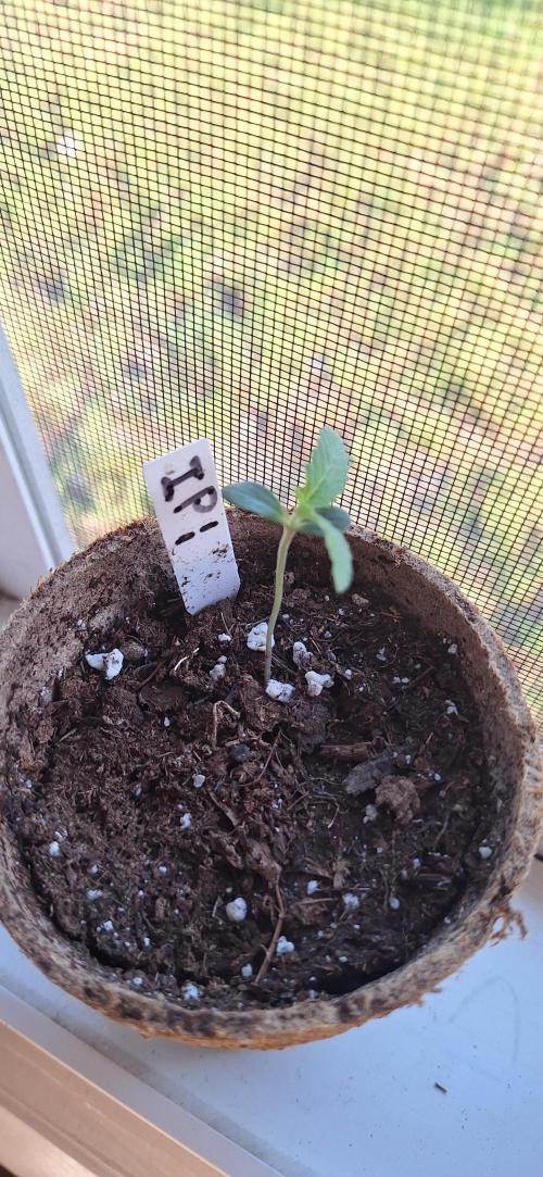 Industrial Parfait Auto. Week 1 - 7 Days old