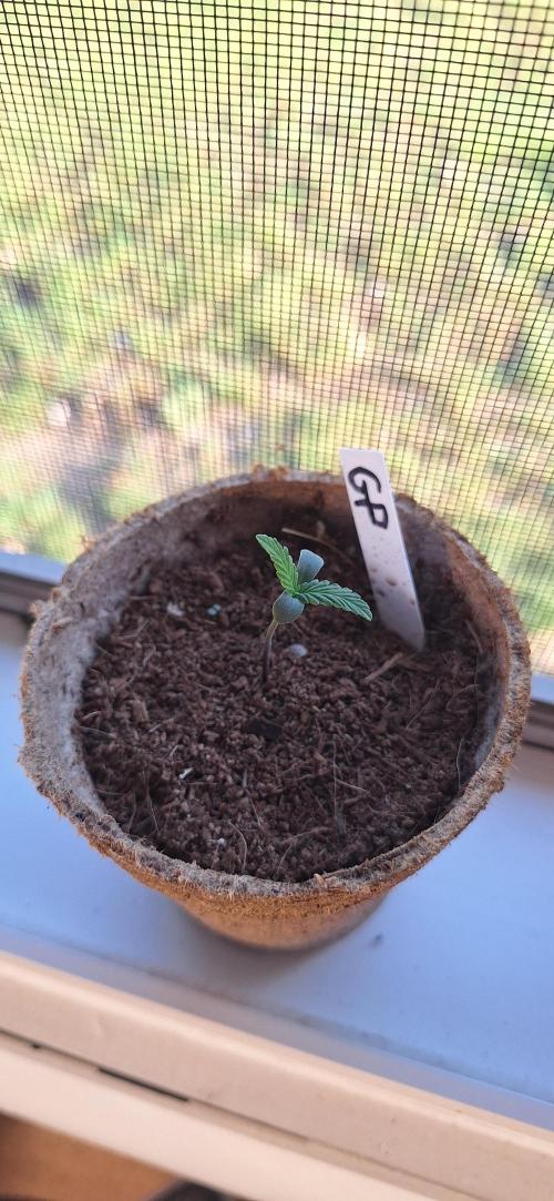 Grimace - Gorilla Purple Auto. Week 0 - Happy birthday! 6/15/26