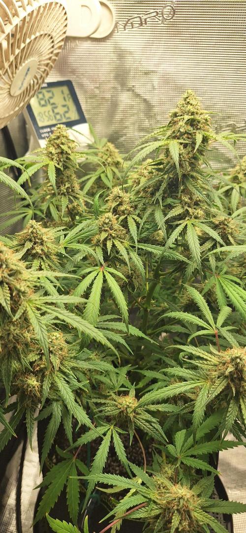 EZ Bake. Week 9 - Sticky...