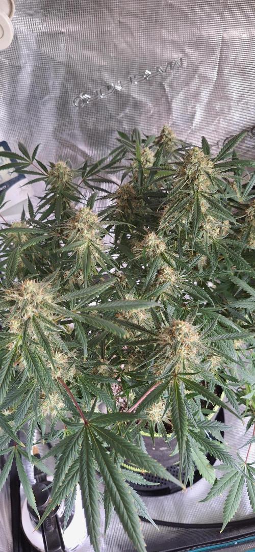 EZ Bake. Week 8 - I love watching the bud developement