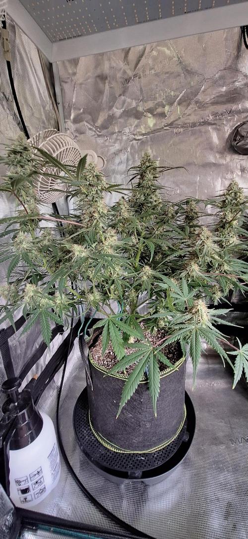 EZ Bake. Week 8
