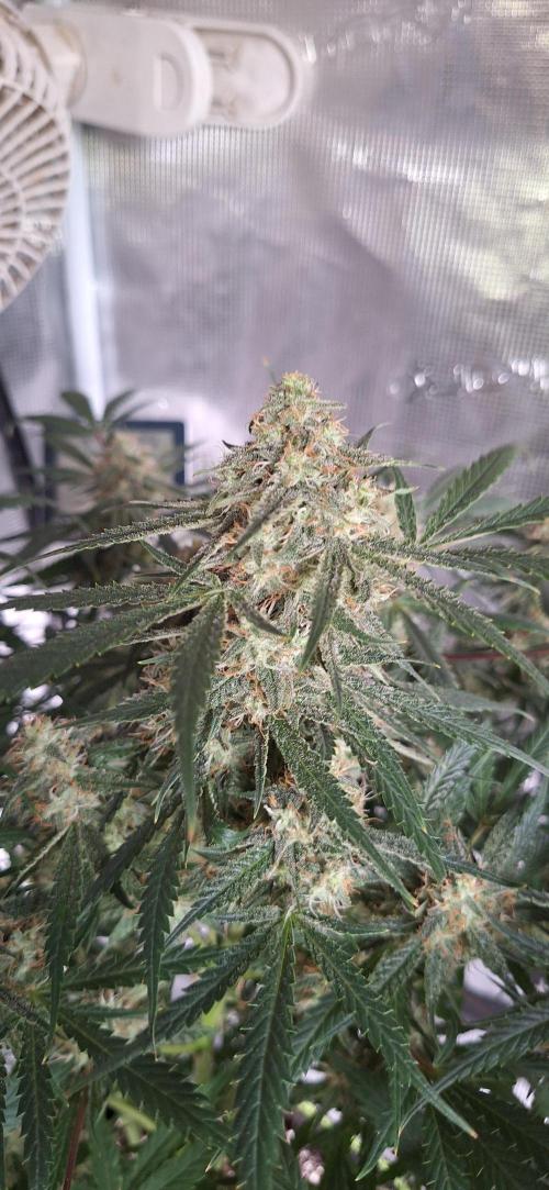 EZ Bake. Week 8 - Main cola