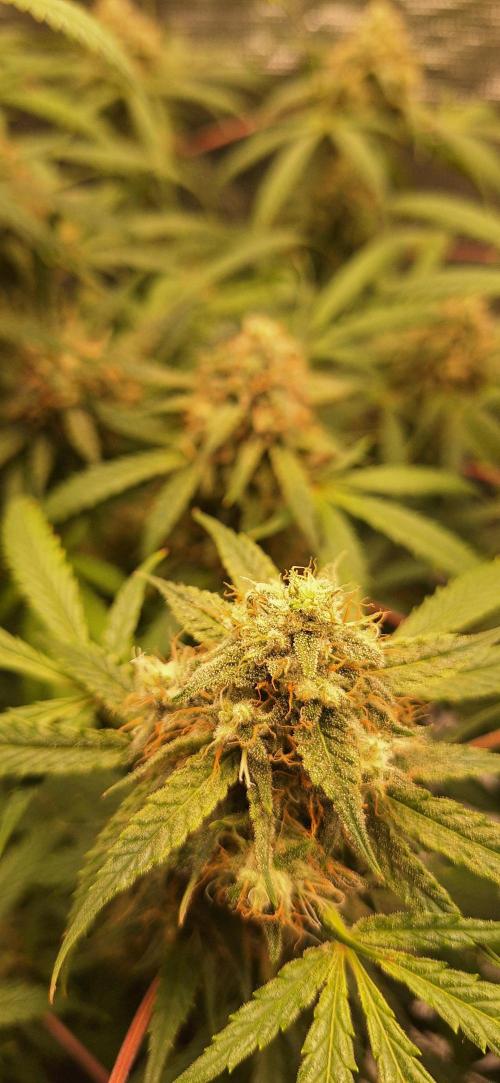EZ Bake. Week 9