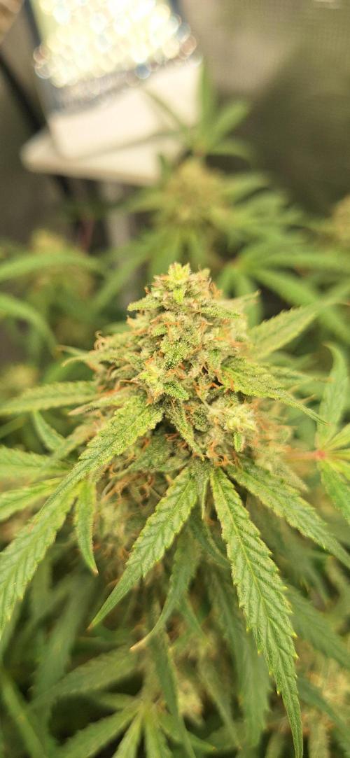 EZ Bake. Week 9