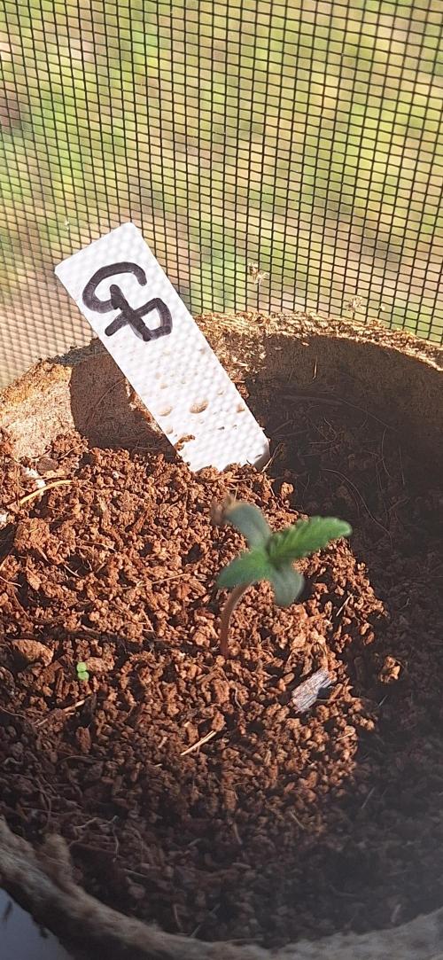 Grimace - Gorilla Purple Auto. Week 0