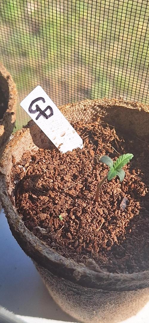 Grimace - Gorilla Purple Auto. Week 0