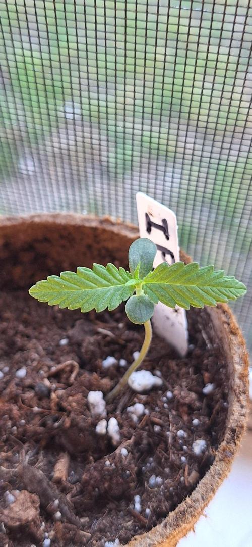 Industrial Parfait Auto. Week 1