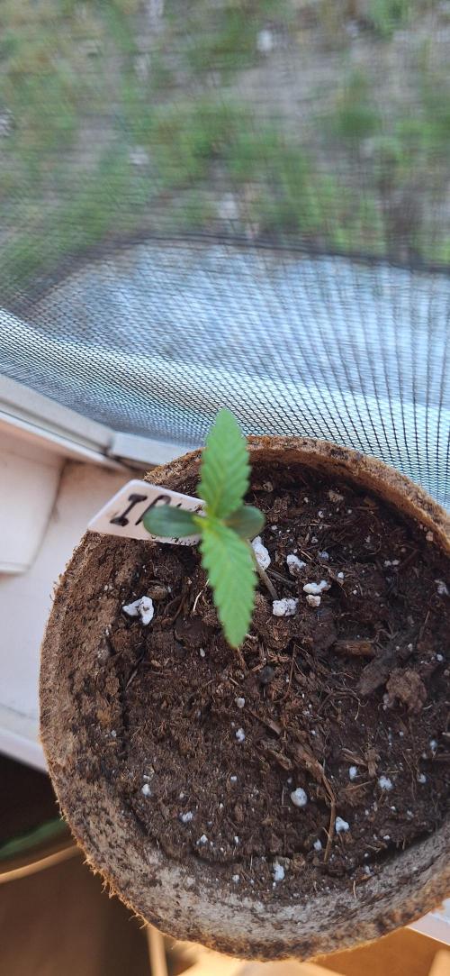 Industrial Parfait Auto. Week 1