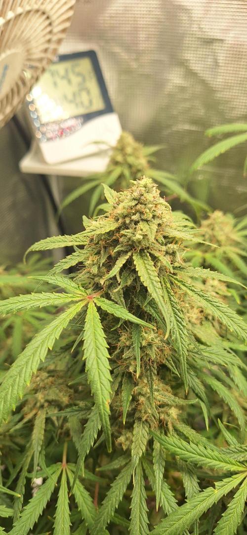 EZ Bake. Week 10