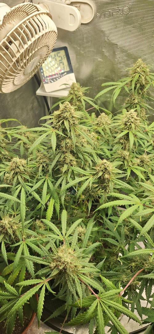 EZ Bake. Week 10
