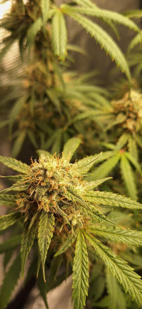 EZ Bake. Week 10