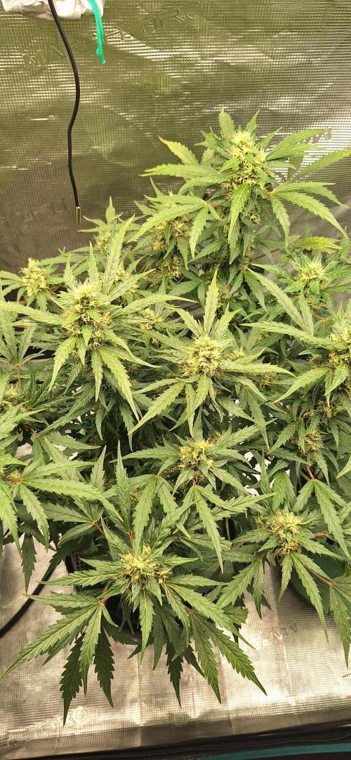 EZ Bake. Week 10