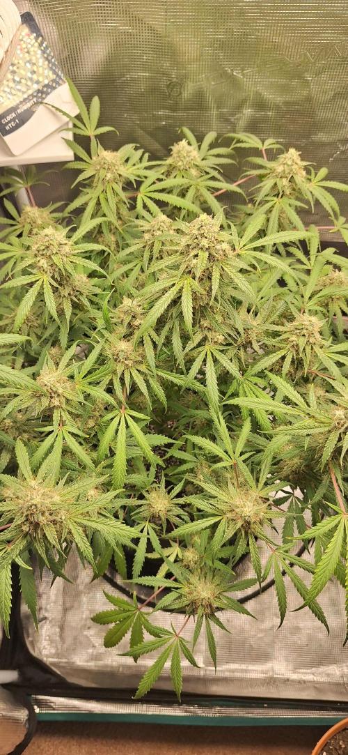 EZ Bake Auto. Week 10