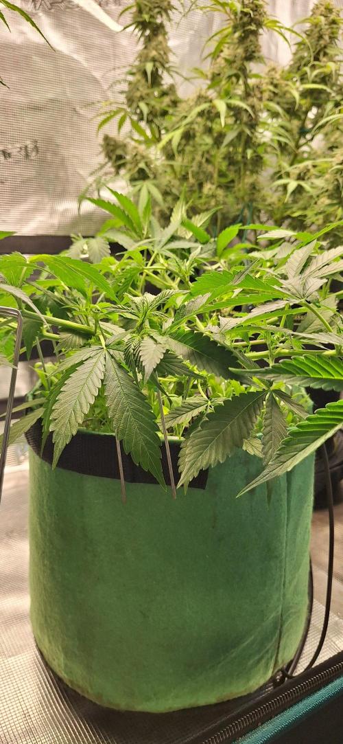 Lighting It Up. Week 4 - Just letting the weight of the stakes do the work. Some branches take 2 for extra weight.