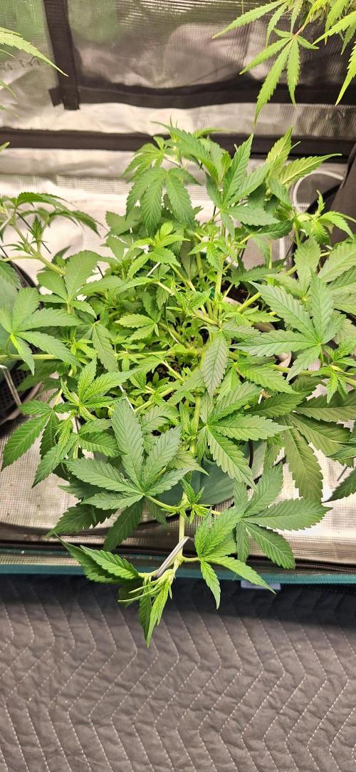 Lighting It Up. Week 4