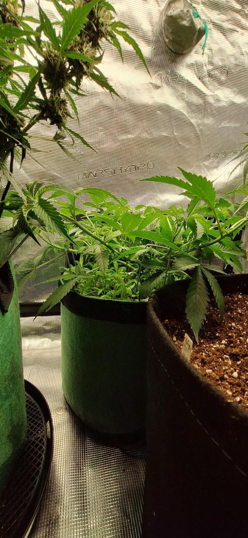 Lighting It Up. Week 4