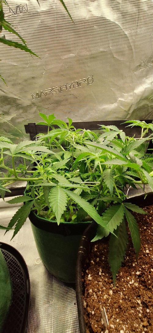 Northern Lights Auto. Week 4