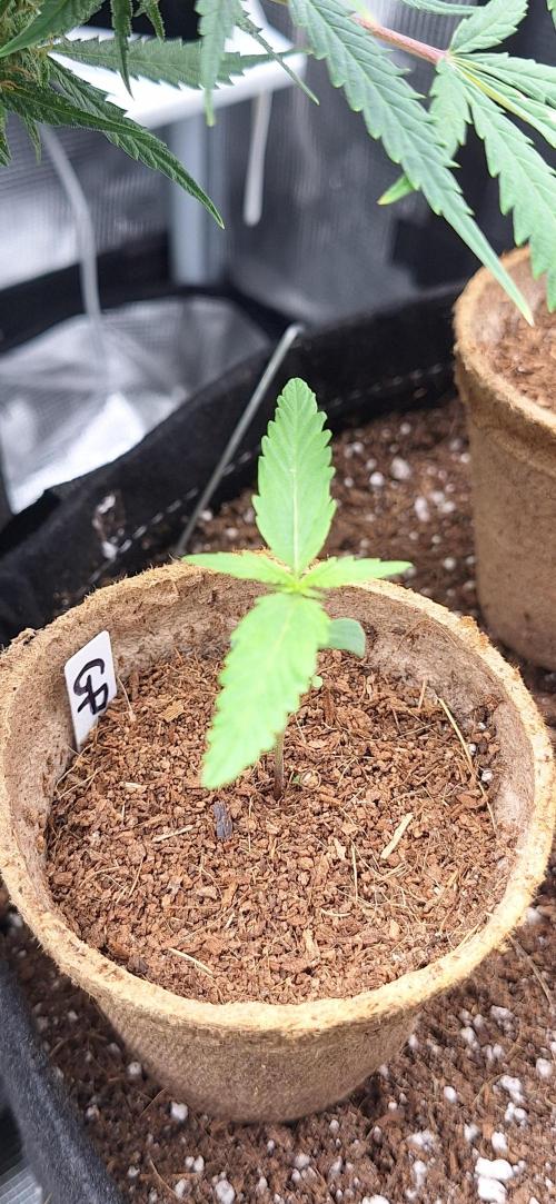 Grimace - Gorilla Purple Auto. Week 1 - Maybe I won't train this one to see what she's all about