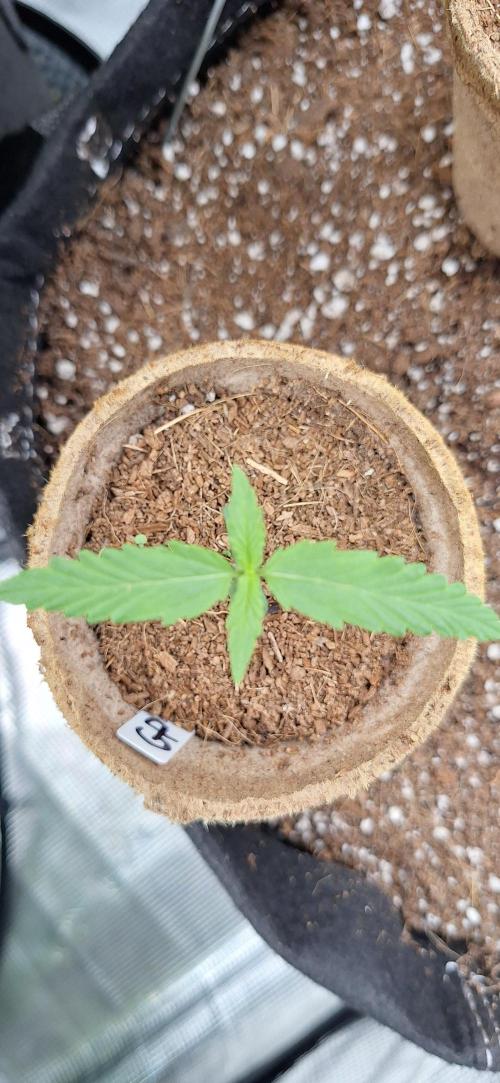 Grimace - Gorilla Purple Auto. Week 1