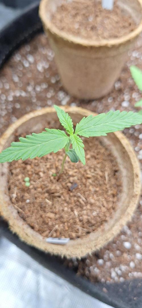 Grimace - Gorilla Purple Auto. Week 1