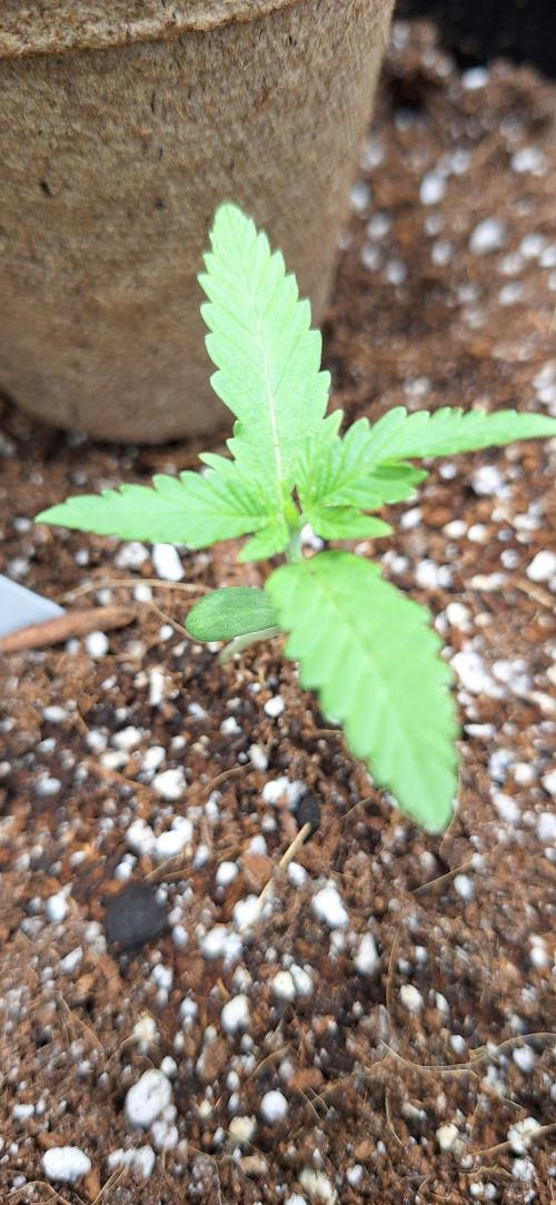Industrial Parfait Auto. Week 2
