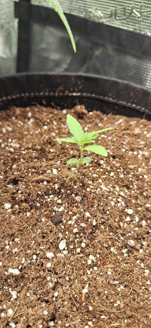 Industrial Parfait Auto. Week 2