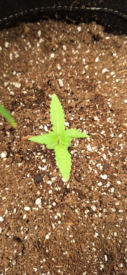 Industrial Parfait Auto. Week 2