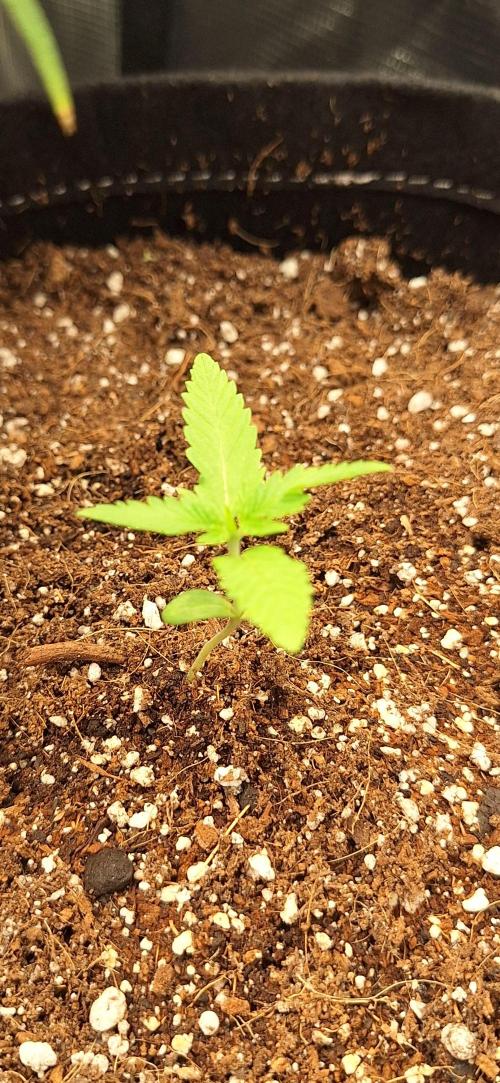 Industrial Parfait Auto. Week 2