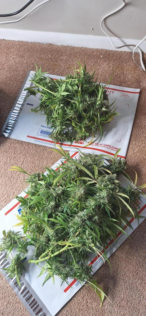 EZ Bake. Week 11