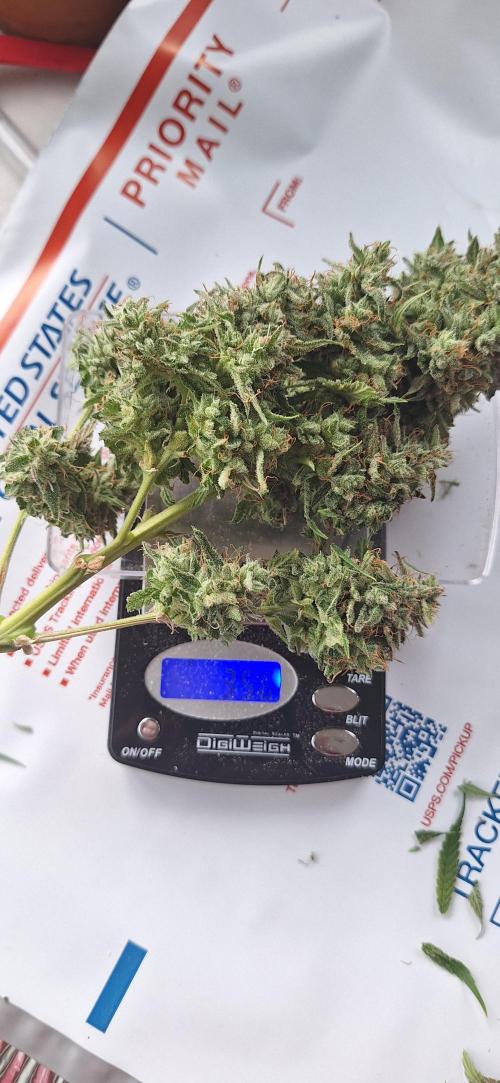 EZ Bake. Week 11 - Main cola