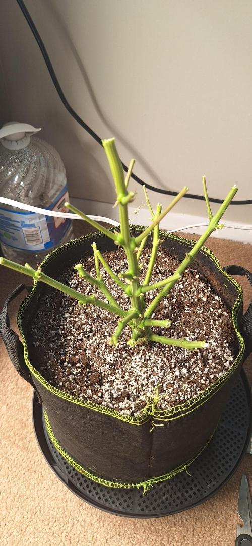 EZ Bake. Week 11 - Stumped