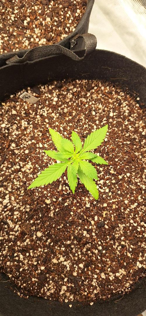 Grimace - Gorilla Purple Auto. Week 2