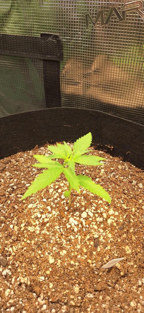 Grimace - Gorilla Purple Auto. Week 2