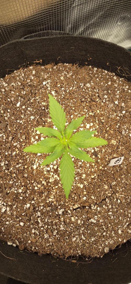 Grimace - Gorilla Purple Auto. Week 2