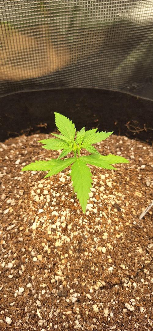 Grimace - Gorilla Purple Auto. Week 2