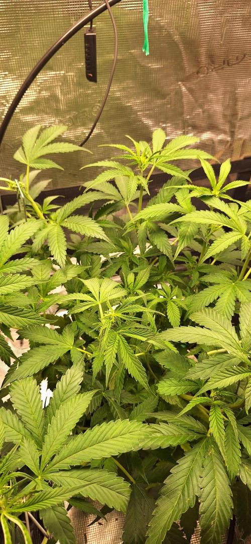 Lighting It Up. Week 1