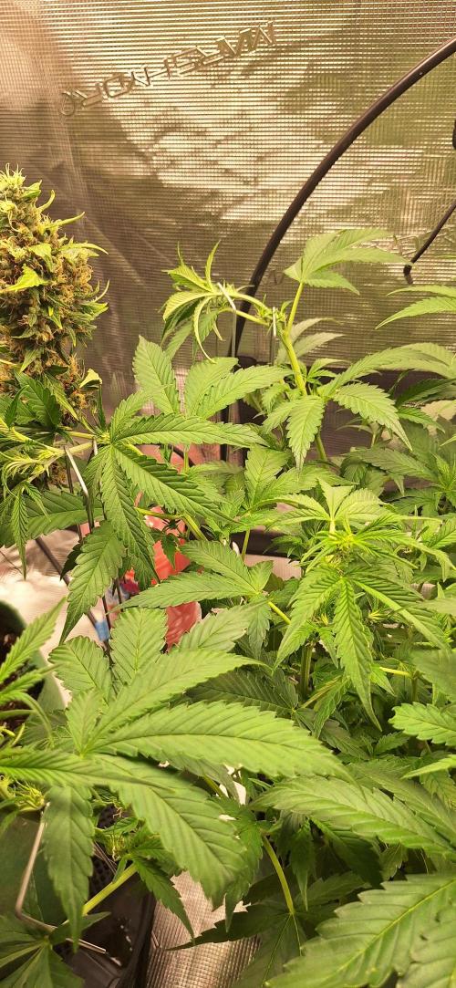Lighting It Up. Week 1