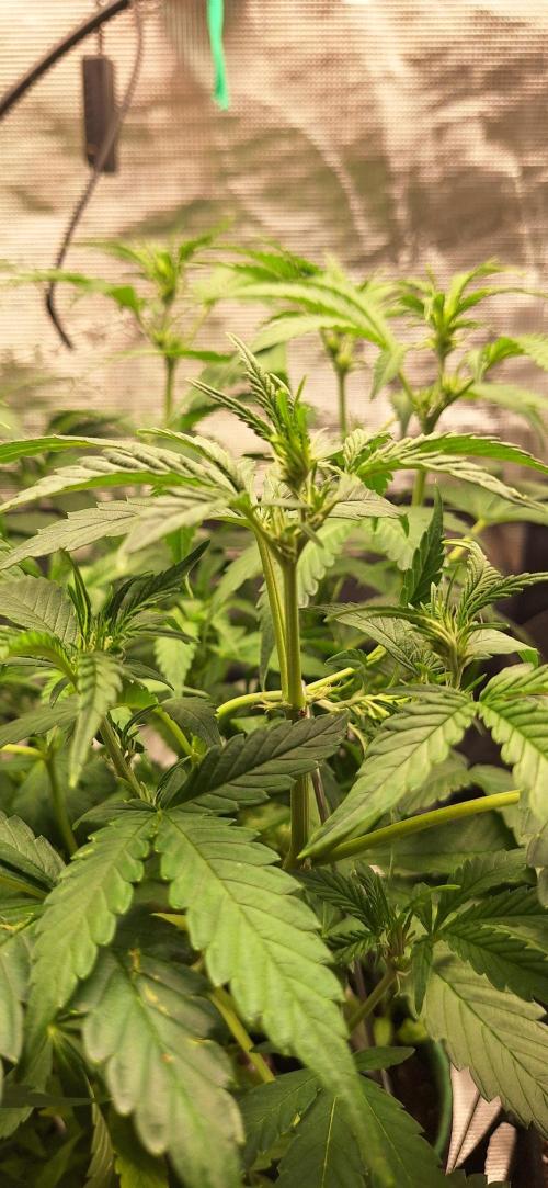 Northern Lights Auto. Week 1