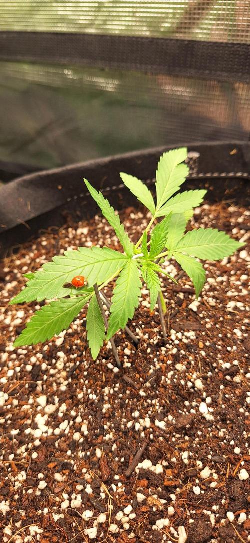 Industrial Parfait Auto. Week 3