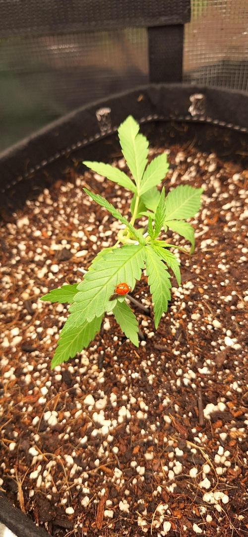 Industrial Parfait Auto. Week 3